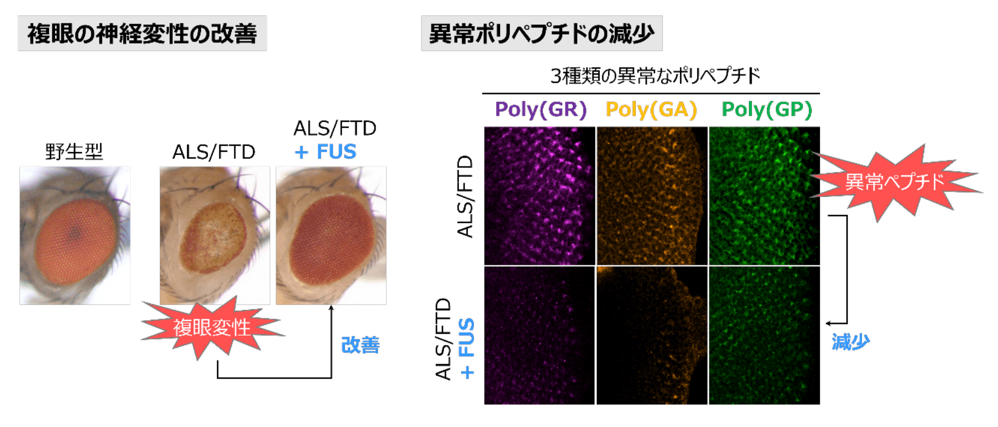 図 FUSは疾患モデルショウジョウバエの異常なポリペプチドの量を減少させ、複眼の神経変性を抑制する
