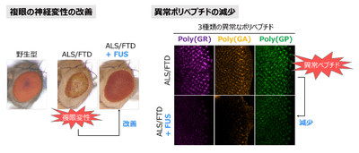 図 FUSは疾患モデルショウジョウバエの異常なポリペプチドの量を減少させ、複眼の神経変性を抑制する