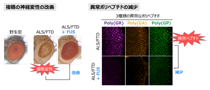 図 FUSは疾患モデルショウジョウバエの異常なポリペプチドの量を減少させ、複眼の神経変性を抑制する