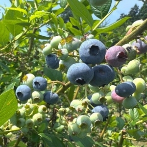 eYly0kJchgaJUaJ62knU.jpeg?w=940&h=940