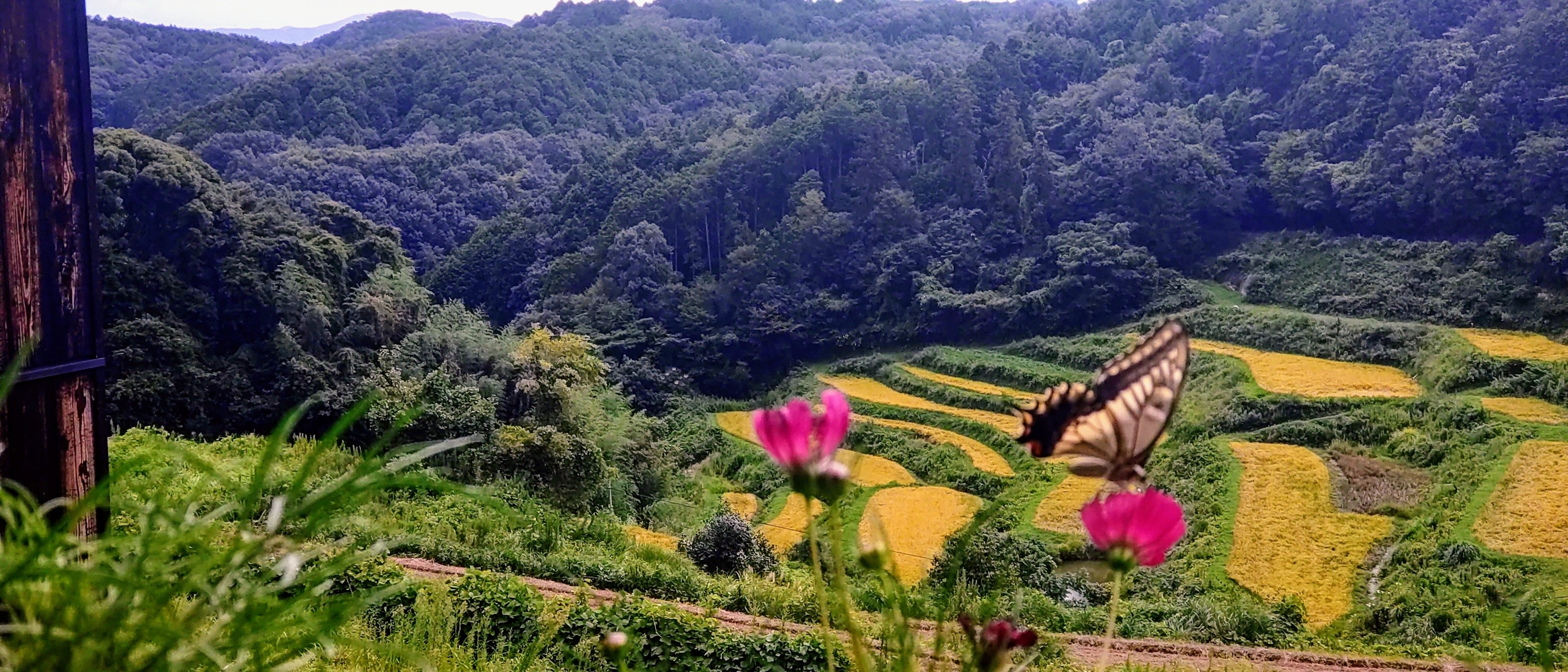 「上籾棚田テラス 籾庵」の最新情報 vol.12 新米の季節到来!上籾棚田で収穫された新米を10月6日(金)より期間限定で販売