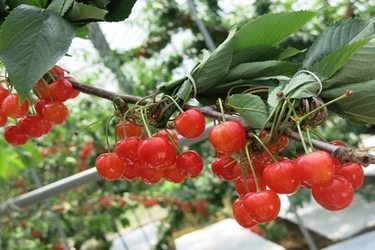 JAタウンのショップ「JA全農あおもり」で初夏の味覚「紅秀峰」を販売中！青森県産のさくらんぼを数量限定でお届け