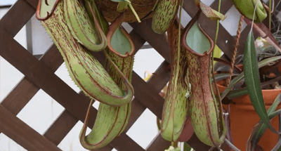 efDJkVCTjBhBIJOXQr5R.png?w=940&h=940