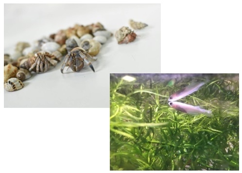 オカヤドカリつりとメダカすくい(イメージ)