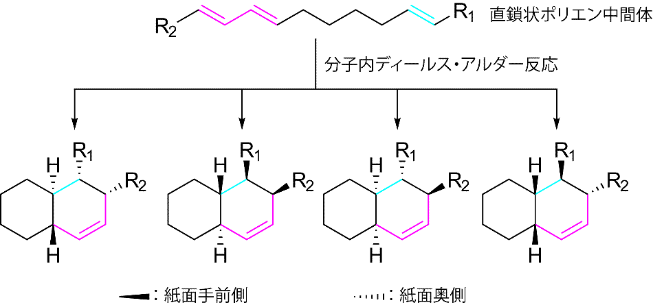 補足図1 分子内ディールス・アルダー反応により形成する4種類のデカリンの立体配置