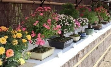 「春のミニバラ盆栽展」の様子（令和７年撮影）
