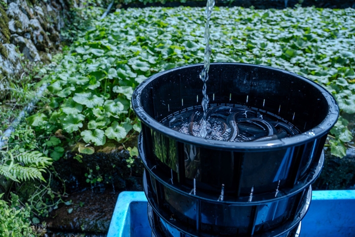 山葵うなぎ 立て場