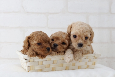 exTSYmSKUQ9Ig3WZm46u.jpeg?w=940&h=940