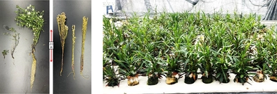 第42回和漢医薬学会学術大会での共同研究発表が優秀発表賞に選出　「水耕栽培によるセンブリの効率的な生産方法の検討」