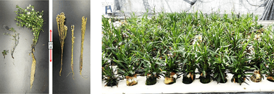 【左】図1：（左）水耕栽培したセンブリ、（右）土耕栽培したセンブリ（市場品）、【右】図2：水耕栽培で抽苔をはじめたセンブリ