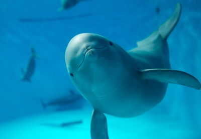 みやじマリンのスター スナメリ