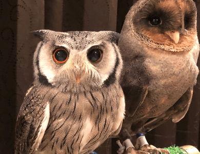 f1LlvS3HA4FsgU4ftyKF.png?w=940&h=940