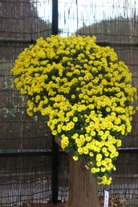 f1b1dwGyWfgBwhOQHhOt.jpg?w=940&h=940