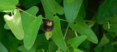 近畿大学薬学部薬用植物園で講演会と見学会を開催　地域の方々に薬用植物について理解を深める機会を提供