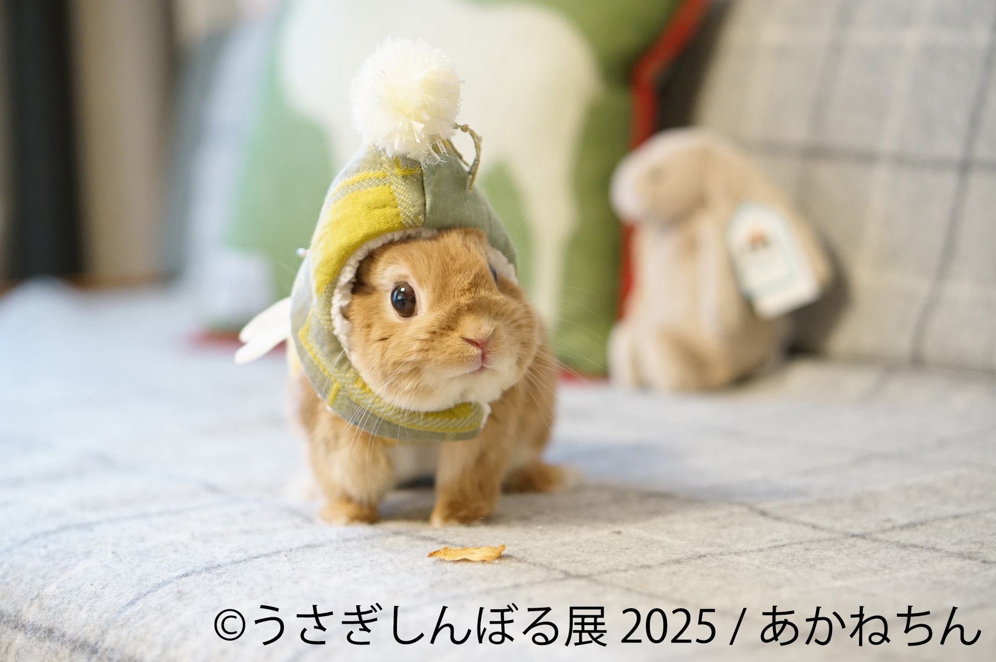 展示作品:あかねちん