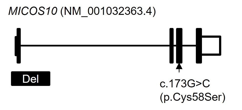 図2 MICOS10 遺伝子の遺伝子異常 全ゲノム解析の結果、c.173G>C(p.Cys58Ser)に加えて、エクソン1を巻き込む4.6k塩基対の欠失(Del)を見出しました。横線はイントロン、黒塗りの四角はエクソン、白抜きの四角は非翻訳領域を示しています。