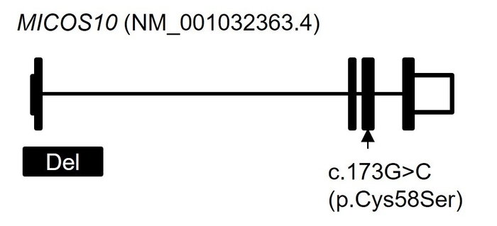 図2 MICOS10 遺伝子の遺伝子異常 全ゲノム解析の結果、c.173G>C(p.Cys58Ser)に加えて、エクソン1を巻き込む4.6k塩基対の欠失(Del)を見出しました。横線はイントロン、黒塗りの四角はエクソン、白抜きの四角は非翻訳領域を示しています。