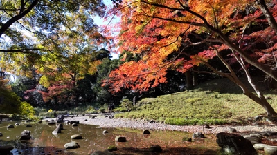 小石川後楽園「イロハモミジが見ごろ入り！」