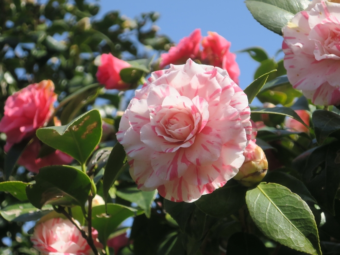 菊更紗(キクサラサ)