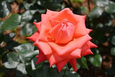 ニュー・アベマリア