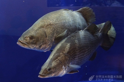 fItXLETFij5ozsvSr4lr.jpg?w=940&h=940