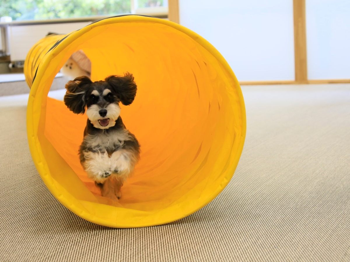 屋内ドッグラン
