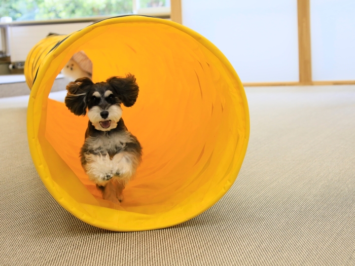 屋内ドッグラン