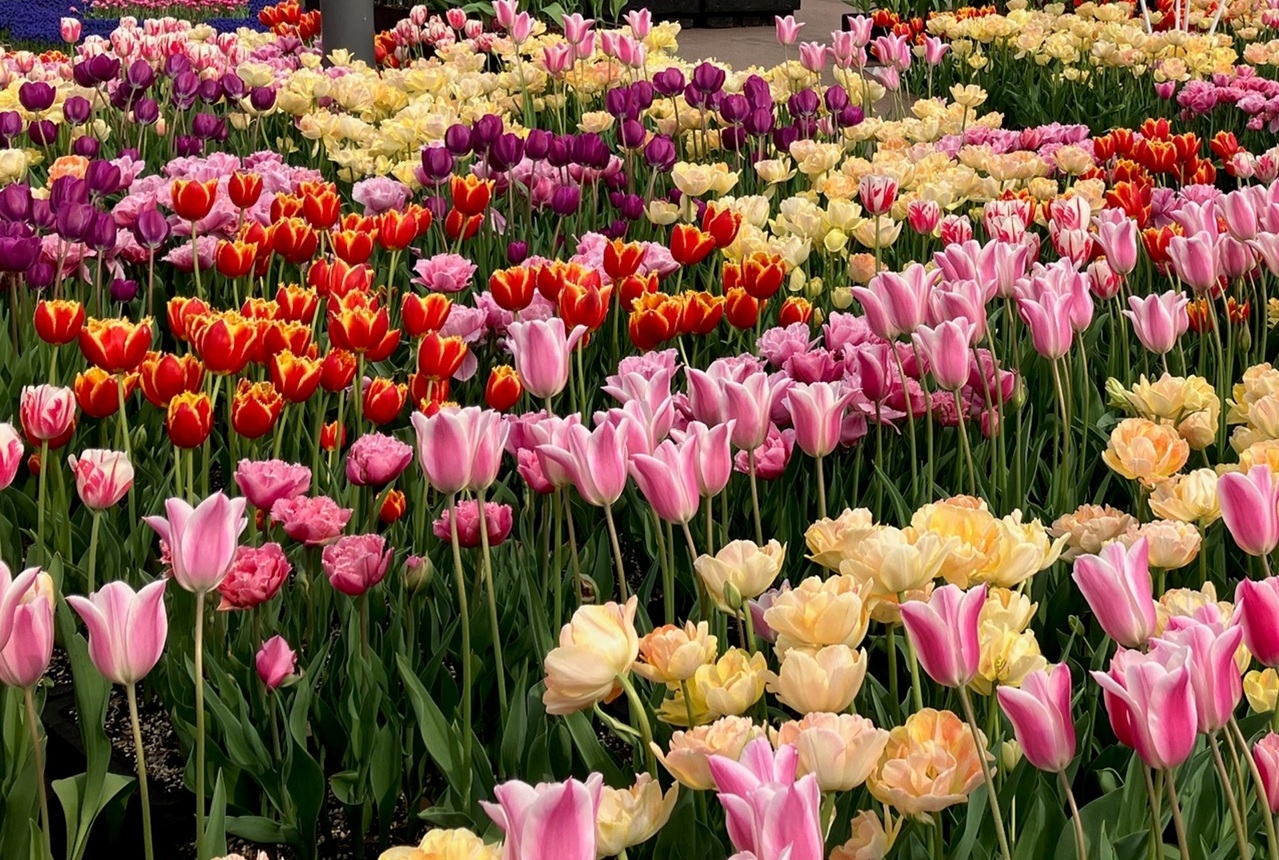 きれいに咲いたチューリップの様子