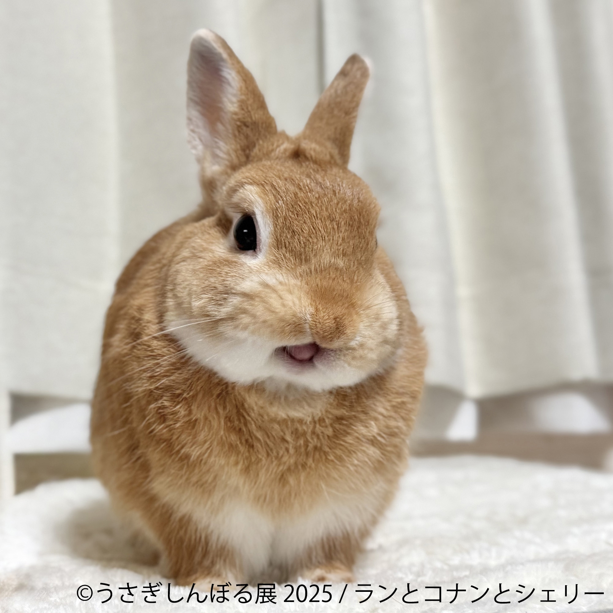 展示作品:ランとコナンとシェリー