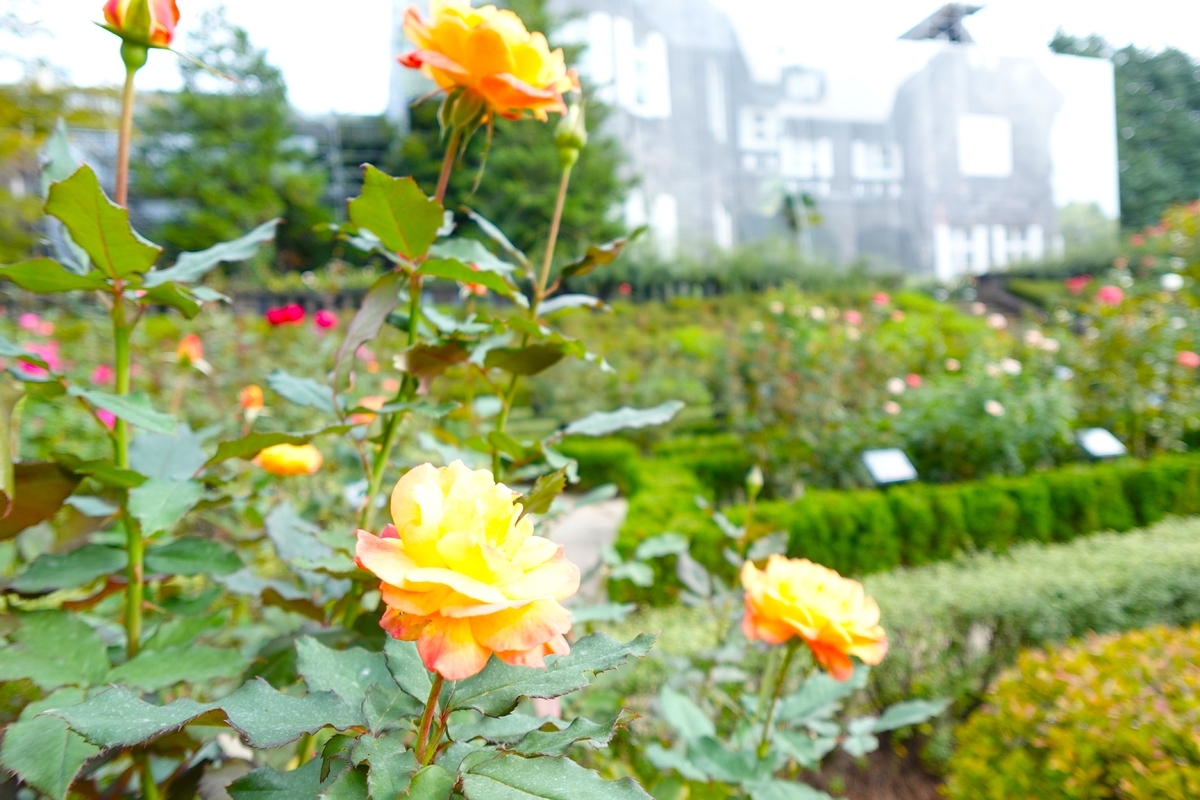 mio様向けー300 油絵/花/薔薇/バラ/旧古河庭園場/F4号 6月9日 バラの開花状況【バラ66種類開花🌹 二番花の見ごろは