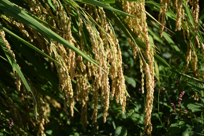 大粒で稲穂を垂れる兵庫県産「山田錦」