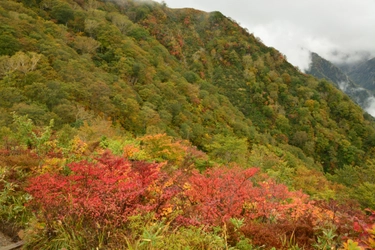 絶景 紅葉の北アルプスを一望。白馬五竜高山植物園と気軽に歩けるアルプス平自然遊歩道