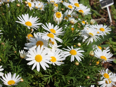 マーガレット (4月下旬～6月下旬)