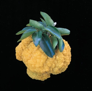 「しし柚子（鬼柚子）」通常の柚子の10倍とも言われる大きさ。魔除けや邪気払いの縁起物として飾られることが多いよう。