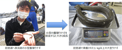 fcZ74JoFo7N3MiTMikuM.png?w=940&h=940