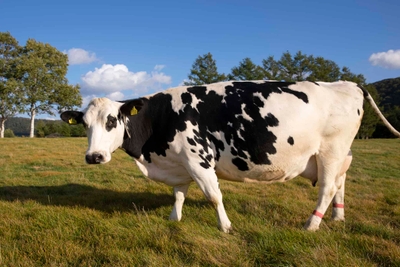 fdB3kqcHW4tqd4yJZ7jl.jpg?w=940&h=940