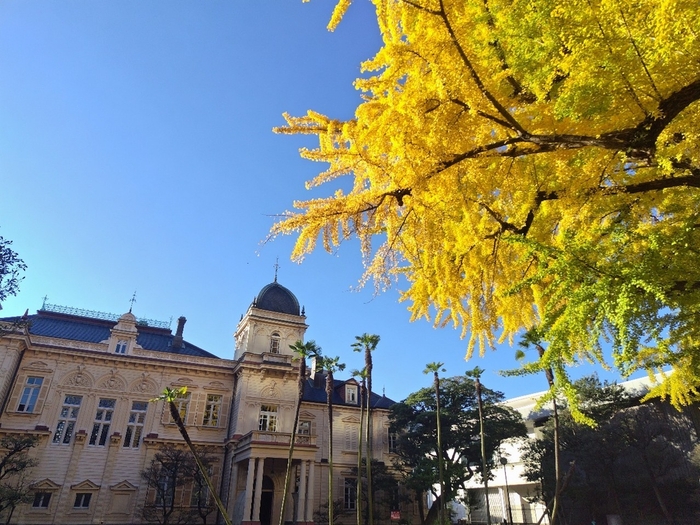 洋館とイチョウの黄葉(昨年の様子)