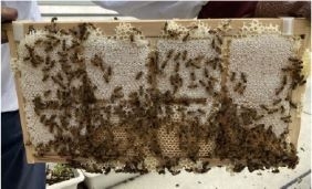 白い蓋ができてコムハニーの完成 (2024 年参加された方のコムハニー)