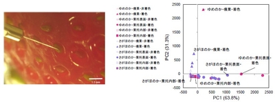 図4．プローブサンプリング法によるイチゴ果実の局所組織のアントシアニンのプロファイル。写真は、イチゴ"さがほのか"の痩果から、探針で生体成分を採取する様子。検出されたアントシアニンのイオン強度から主成分分析により散布図を作成した。