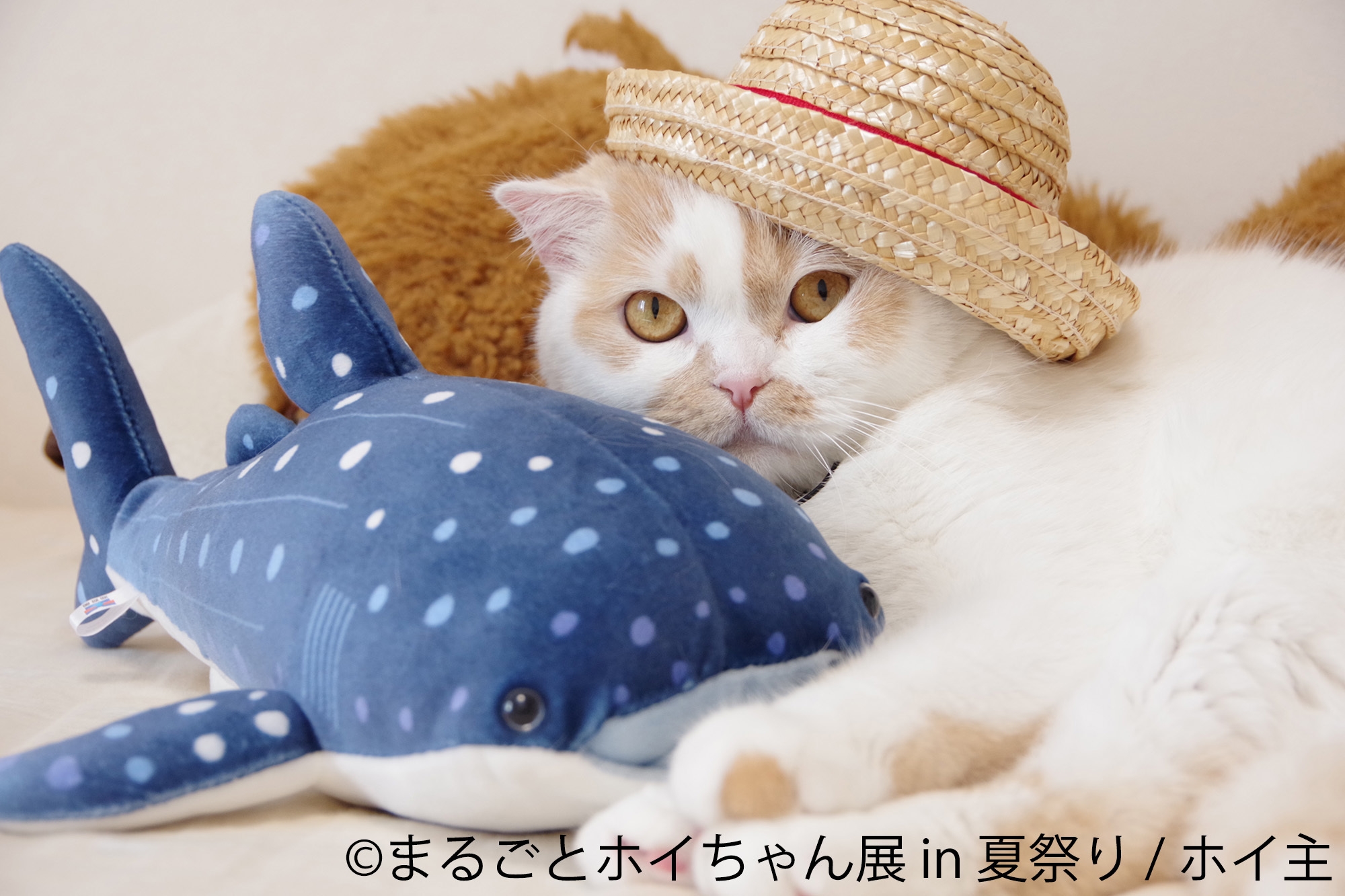 ちくわ柄の甘えん坊猫“ホイちゃん”が夏祭りをジャック！ 28万