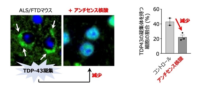 図2 Gapmer型アンチセンス核酸を投与したマウスの脳内では、タンパク質TDP-43の異常凝集が抑制された。