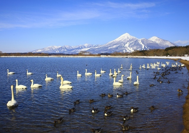 磐梯山と白鳥と猪苗代湖