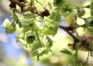 サクラ‘御衣黄(ぎょいこう)’（令和７年撮影）