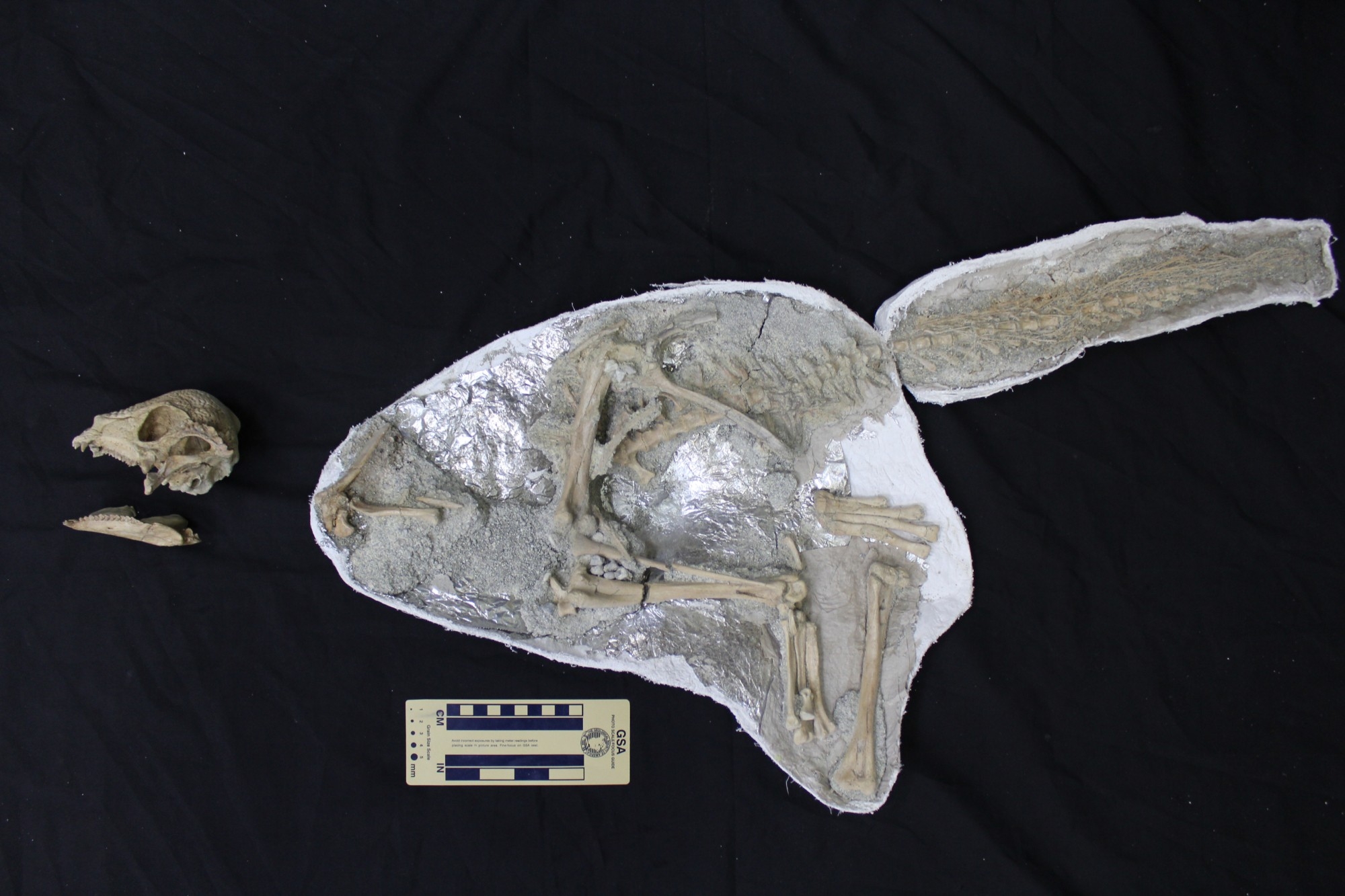 ザヴァケファレの全身骨格=研究グループ提供