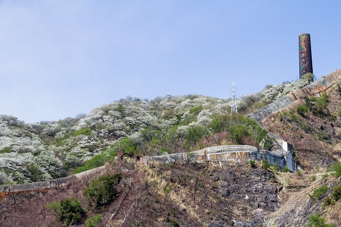 日立市の“さくら”と“大煙突”。さくらのルーツに大きく関係する…