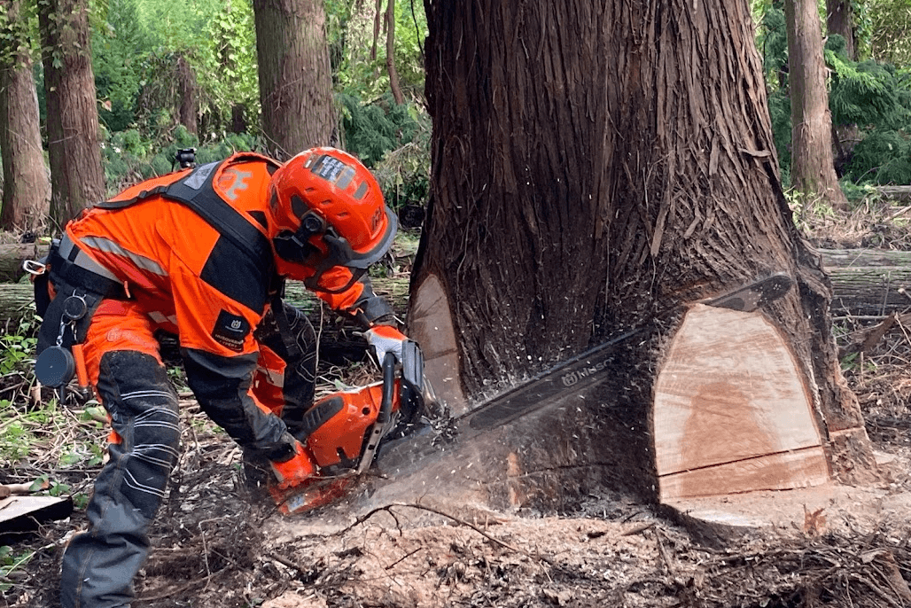 樹齢100年の杉の伐倒