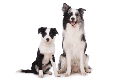 g46a9sbzvt8S9oodcbEx.jpeg?w=940&h=940