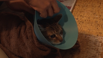 gBxOJ1c76RAnFReoPvNd.jpg?w=940&h=940