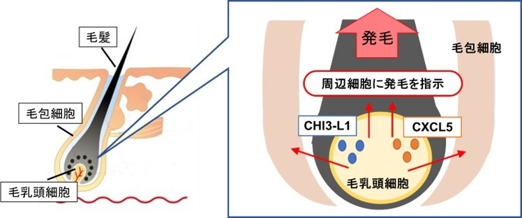 図1:毛乳頭細胞より分泌されるタンパク質「CHI3-L1」「CXCL5」が発毛に関与