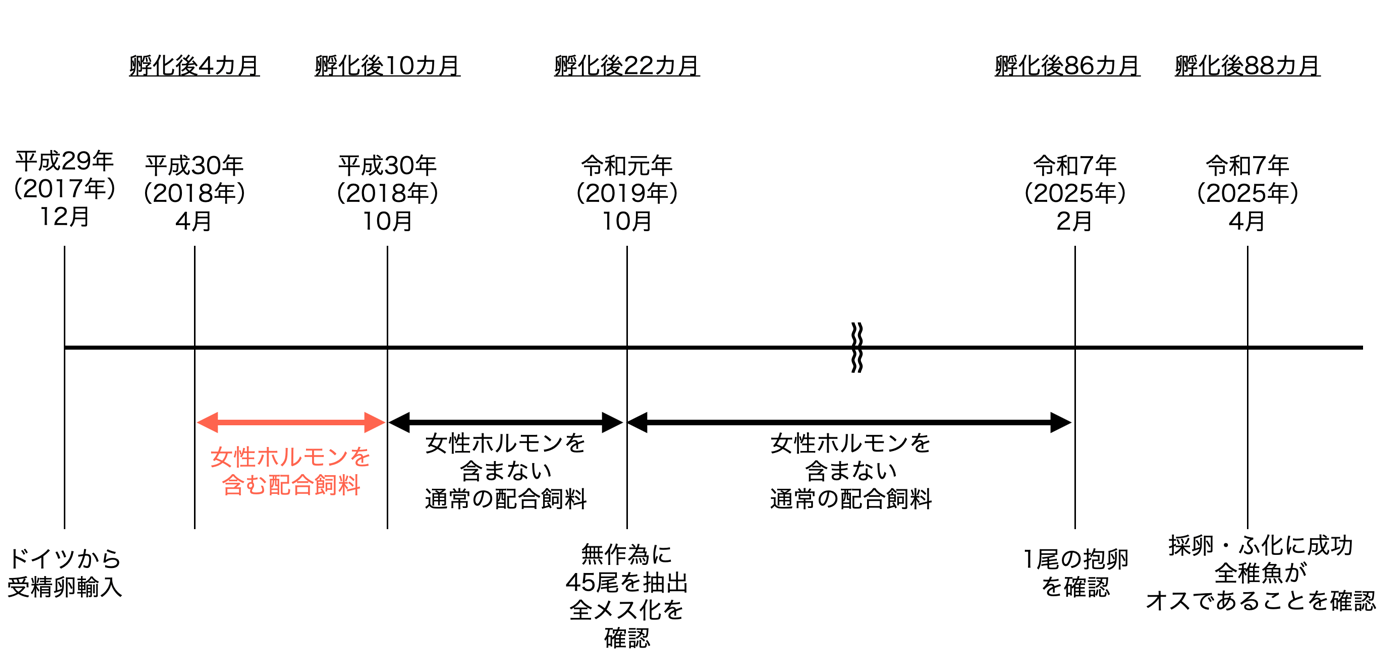 シベリアチョウザメの研究フロー